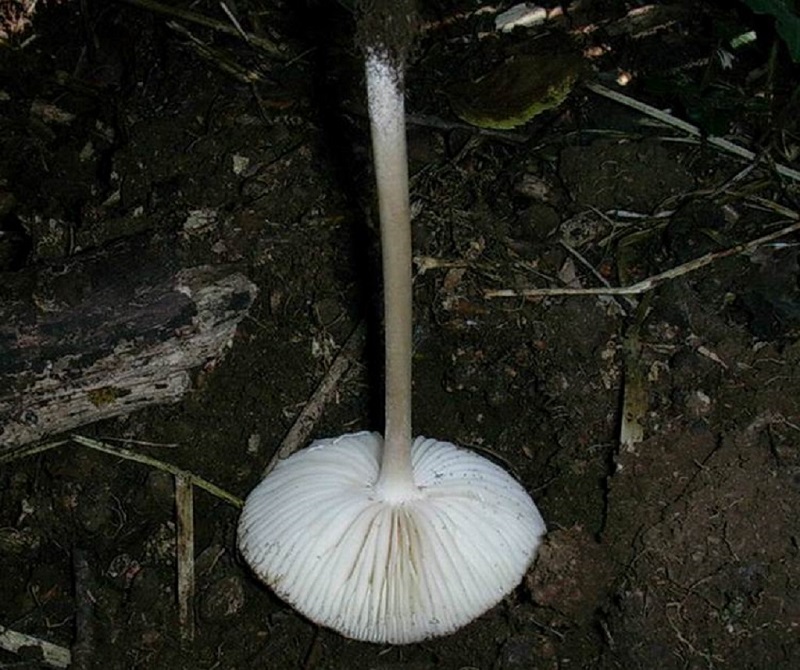 403 Agosto vecchio ritrovamento